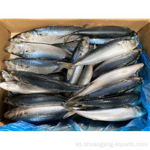 Buen precio Frozen Pacific Mackerel Whole Round Fish